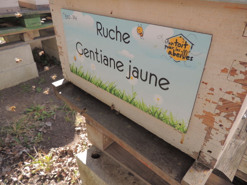 La ruche Gentiane jaune