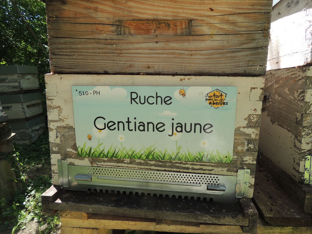 La ruche Gentiane jaune