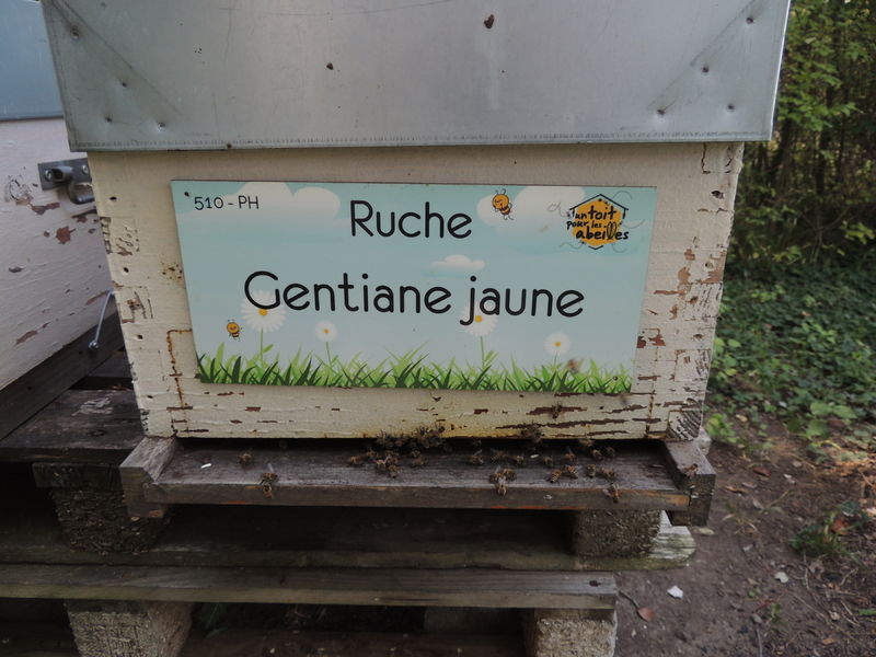 La ruche Gentiane jaune