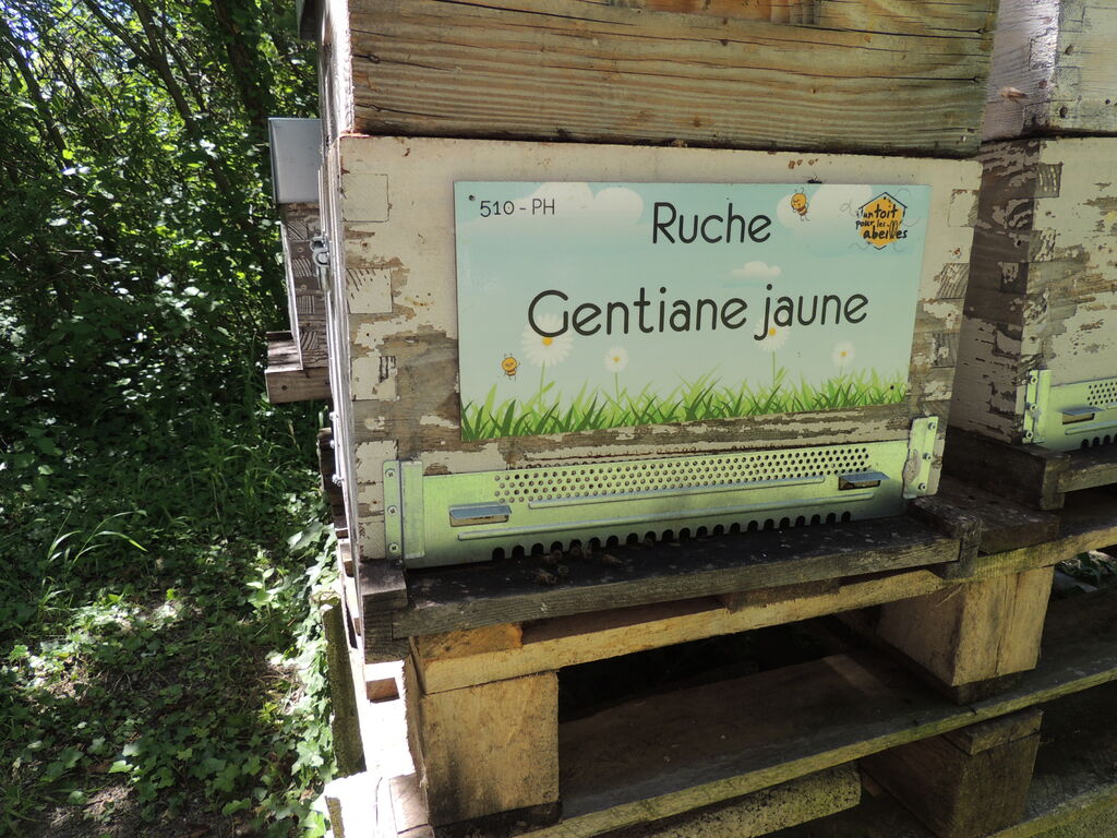 La ruche Gentiane jaune