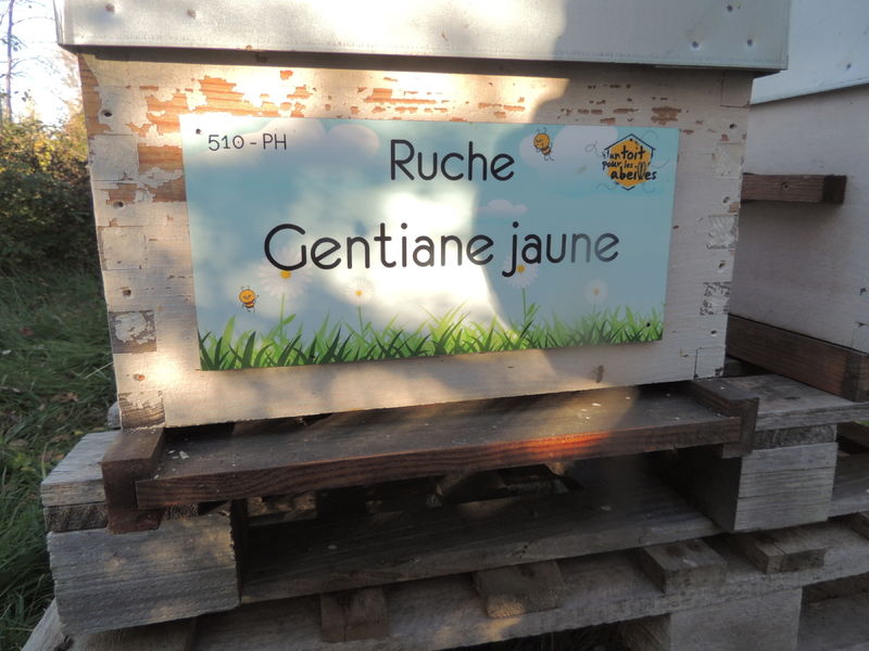 La ruche