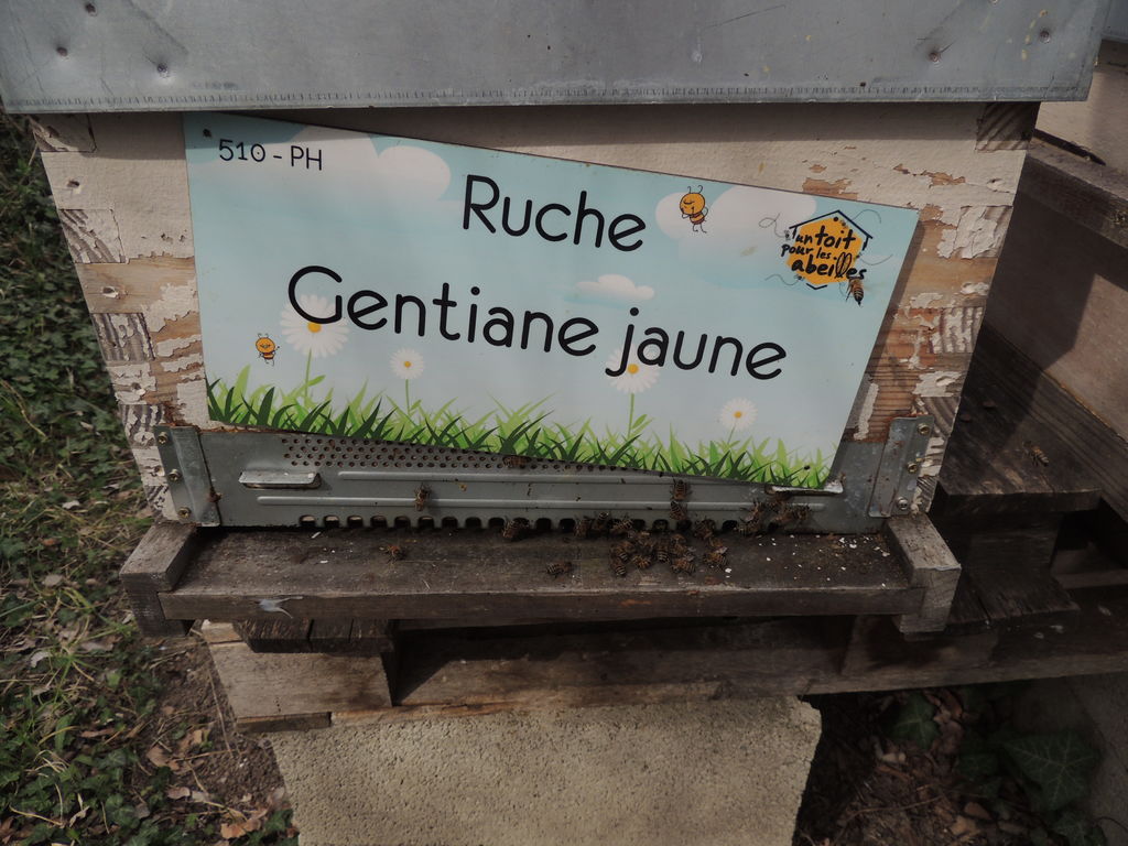 La ruche Gentiane jaune