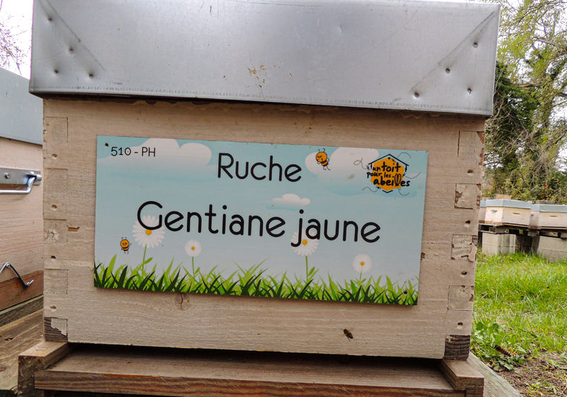 La ruche Gentiane jaune