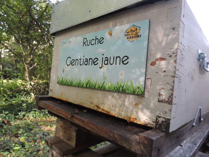 La ruche Gentiane jaune