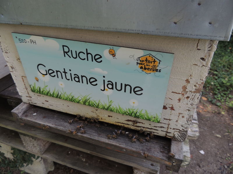 La ruche Gentiane jaune