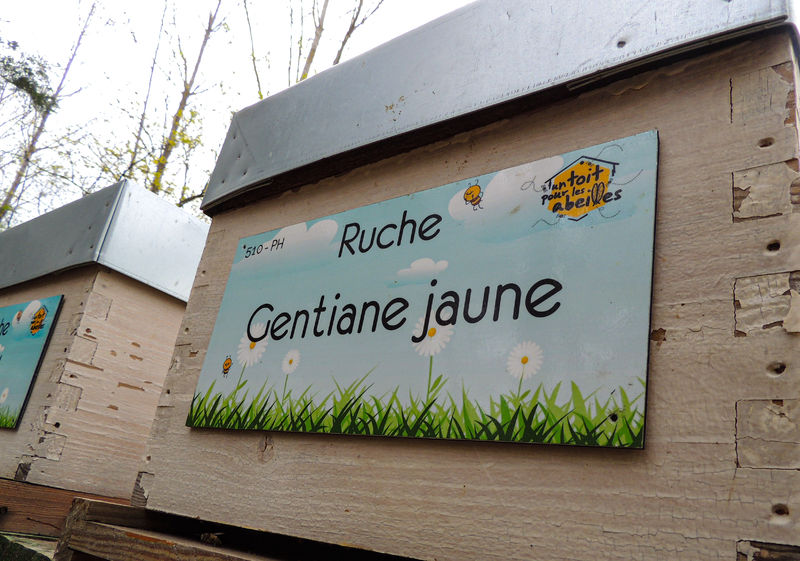 La ruche Gentiane jaune