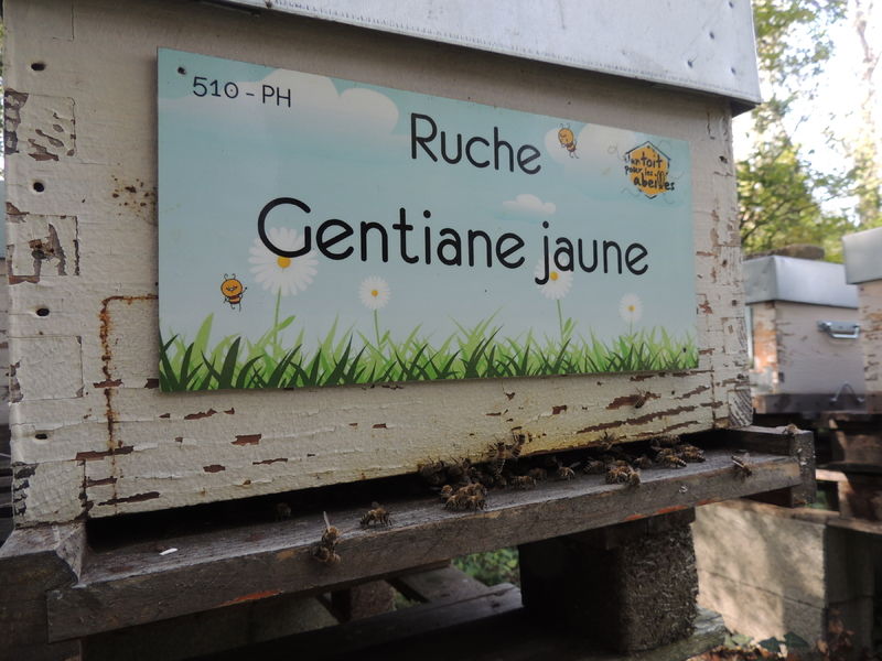 La ruche Gentiane jaune
