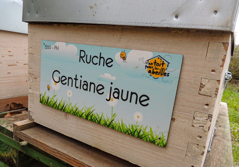 La ruche Gentiane jaune