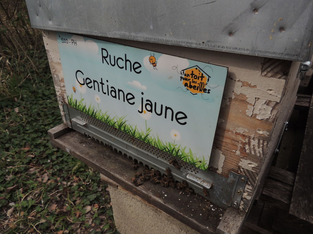 La ruche Gentiane jaune