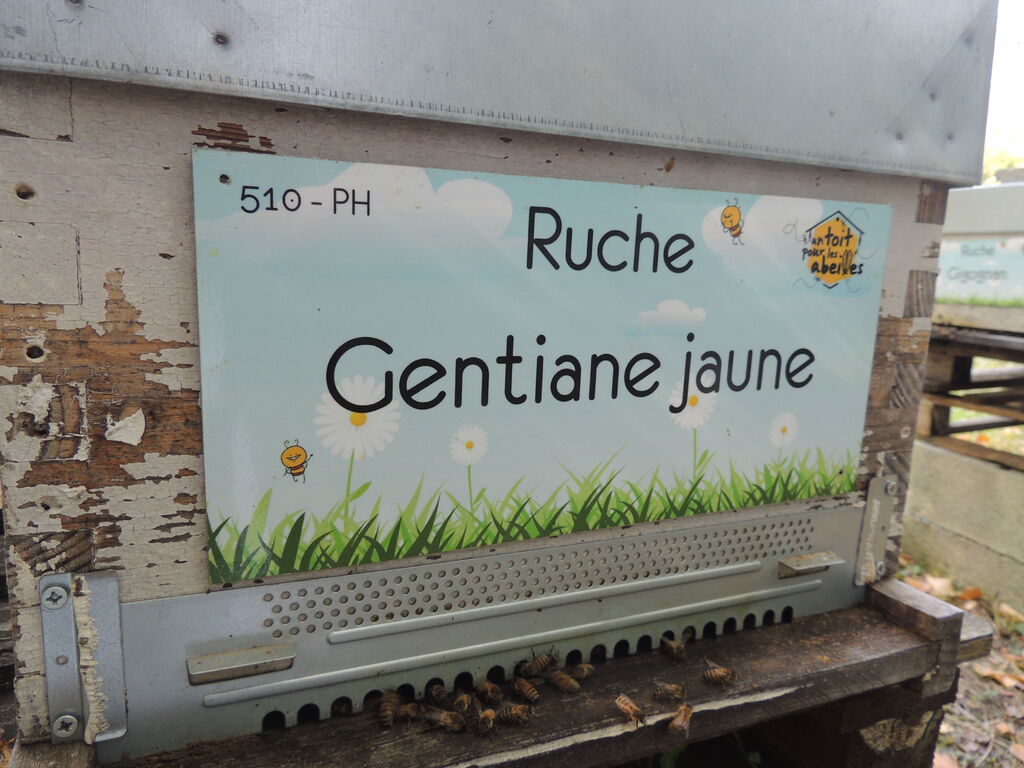 La ruche Gentiane jaune