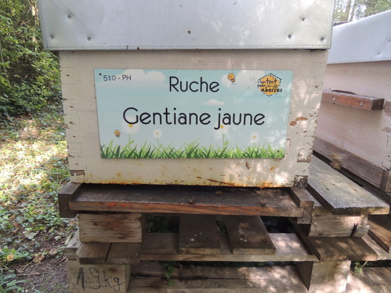 La ruche Gentiane jaune