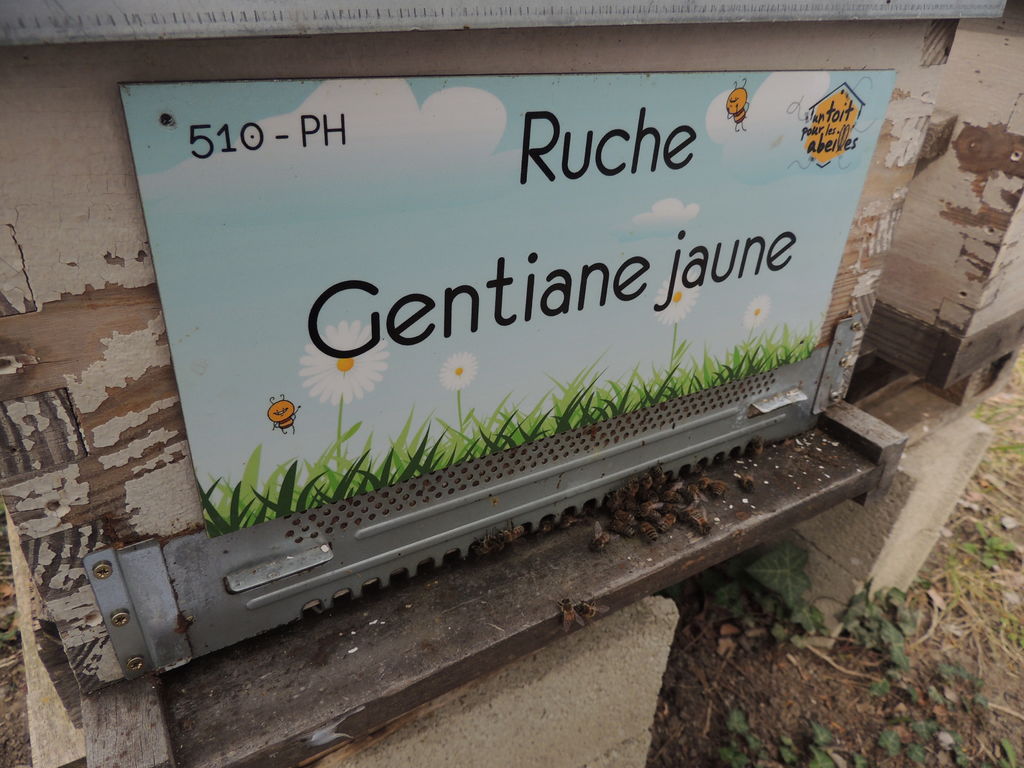 La ruche Gentiane jaune