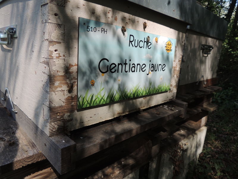 La ruche Gentiane jaune