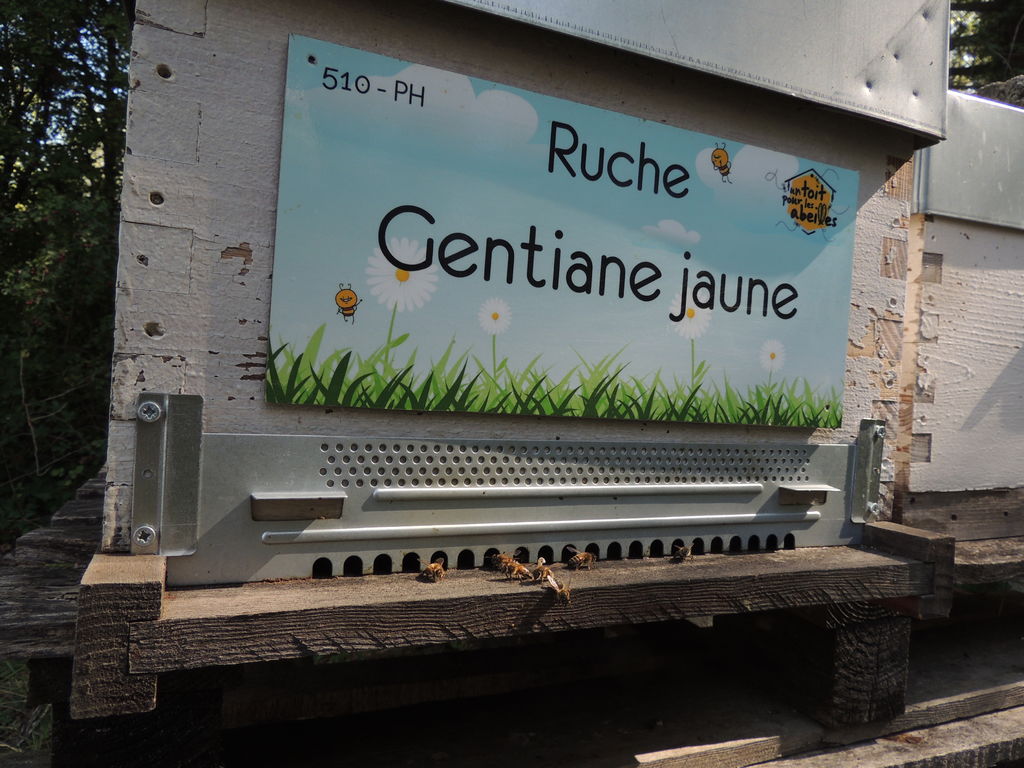 La ruche Gentiane jaune