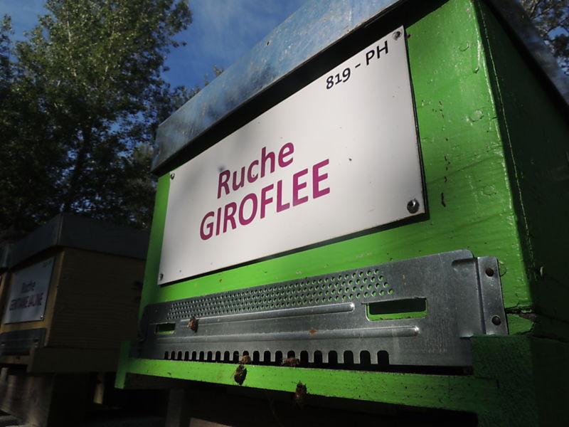 La ruche Giroflee