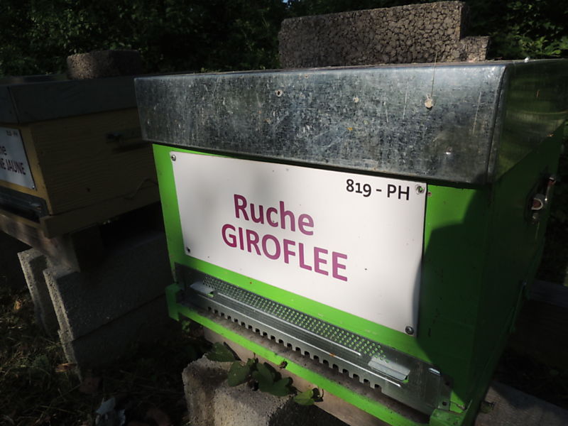 La ruche Giroflee