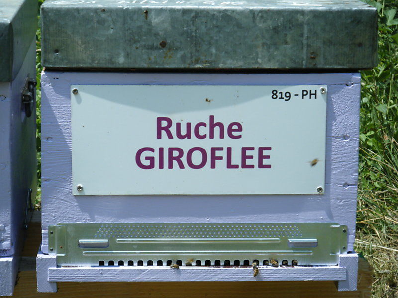 La ruche Giroflee