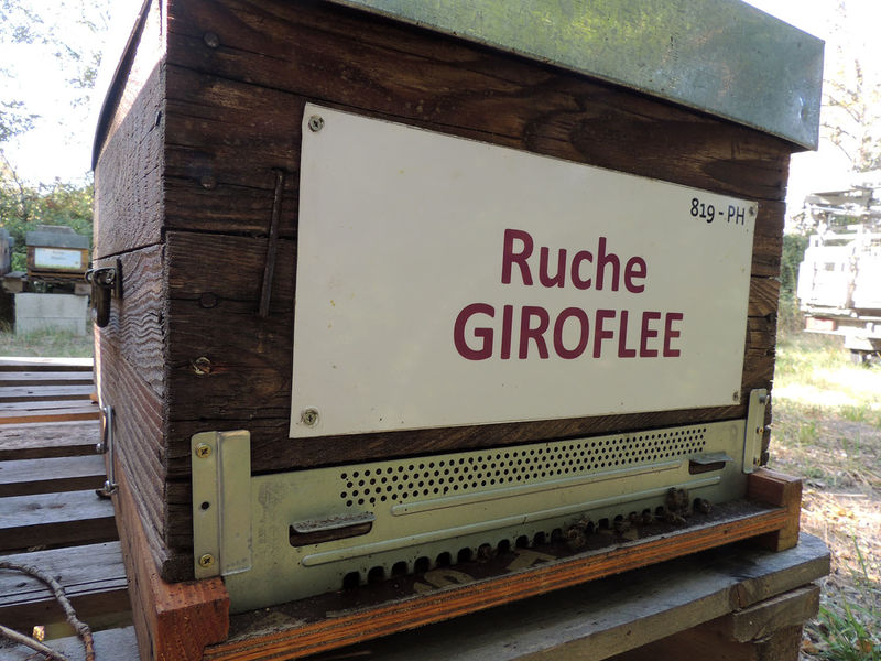 La ruche Giroflee