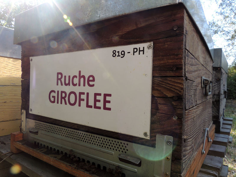 La ruche Giroflee