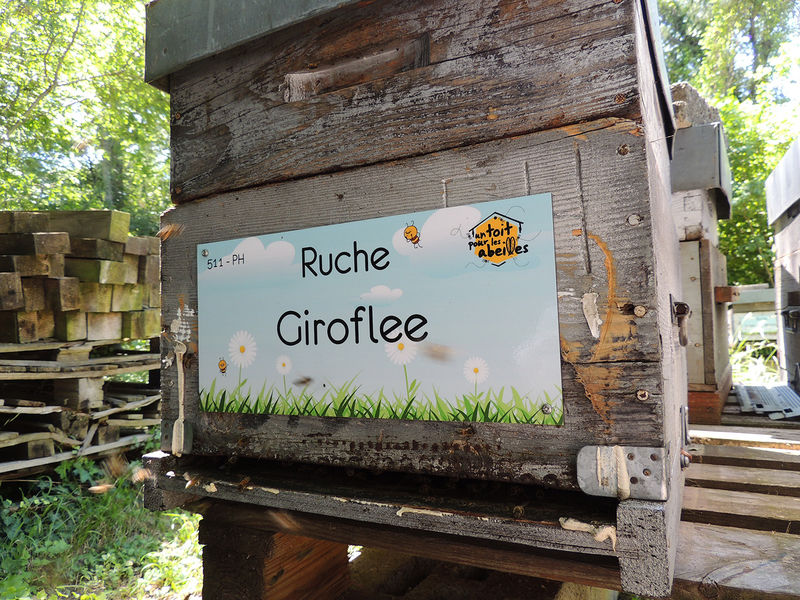 La ruche Giroflee