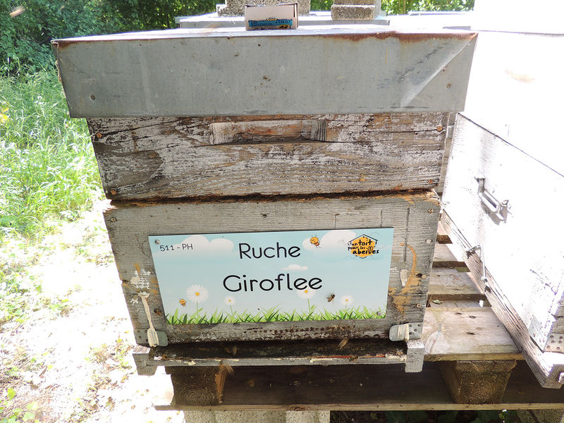 La ruche Giroflee