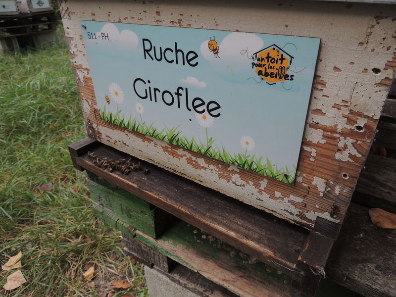 La ruche Giroflee
