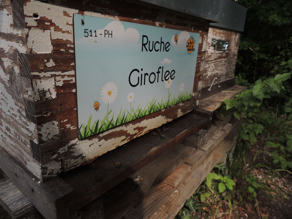 La ruche Giroflee