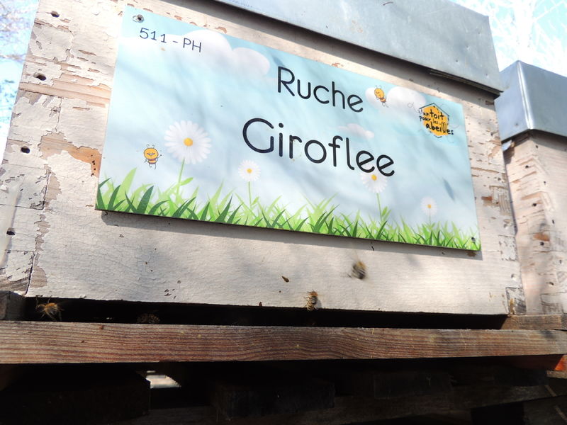 La ruche Giroflee