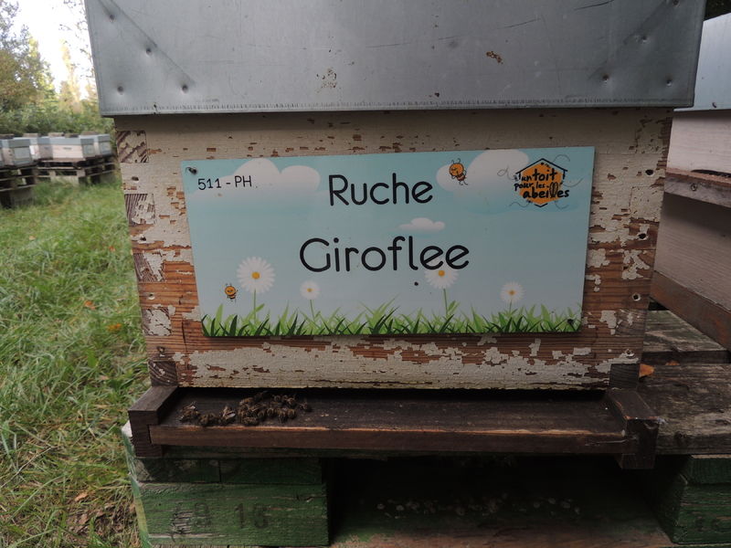 La ruche Giroflee