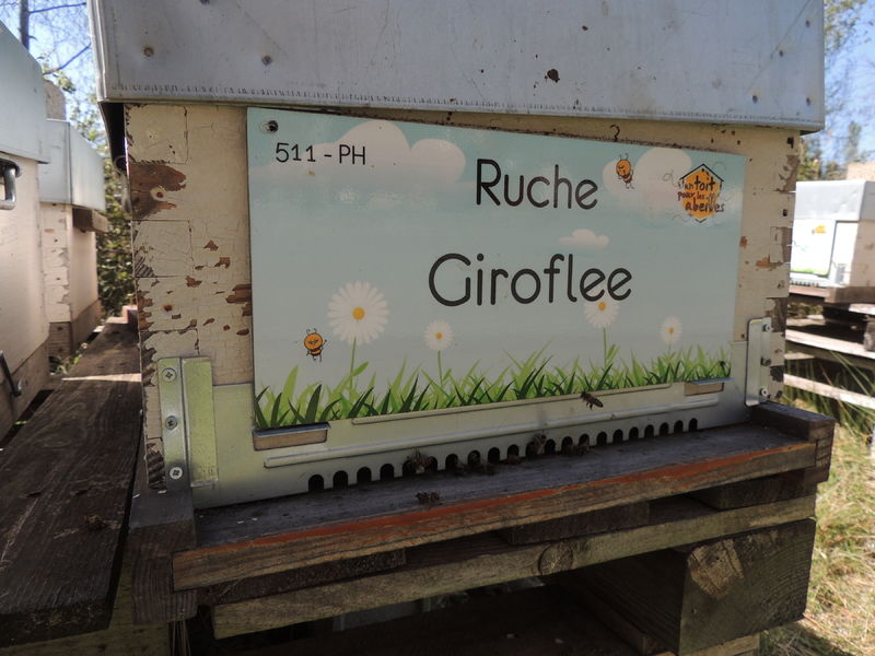 La ruche Giroflee