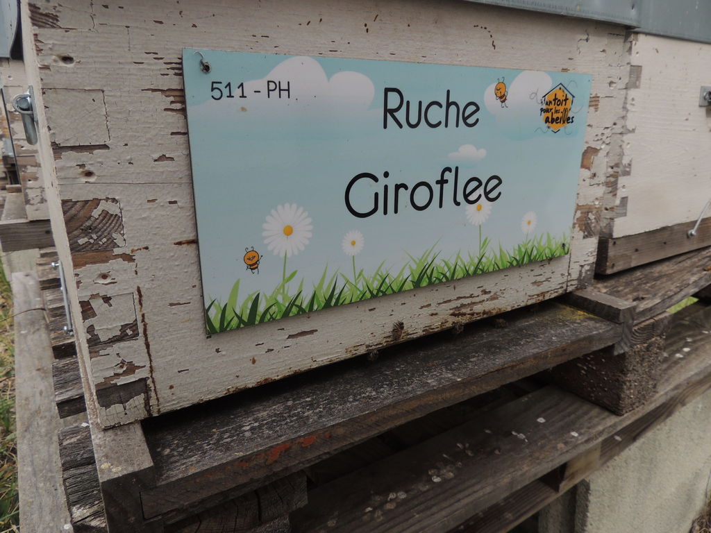 La ruche Giroflee