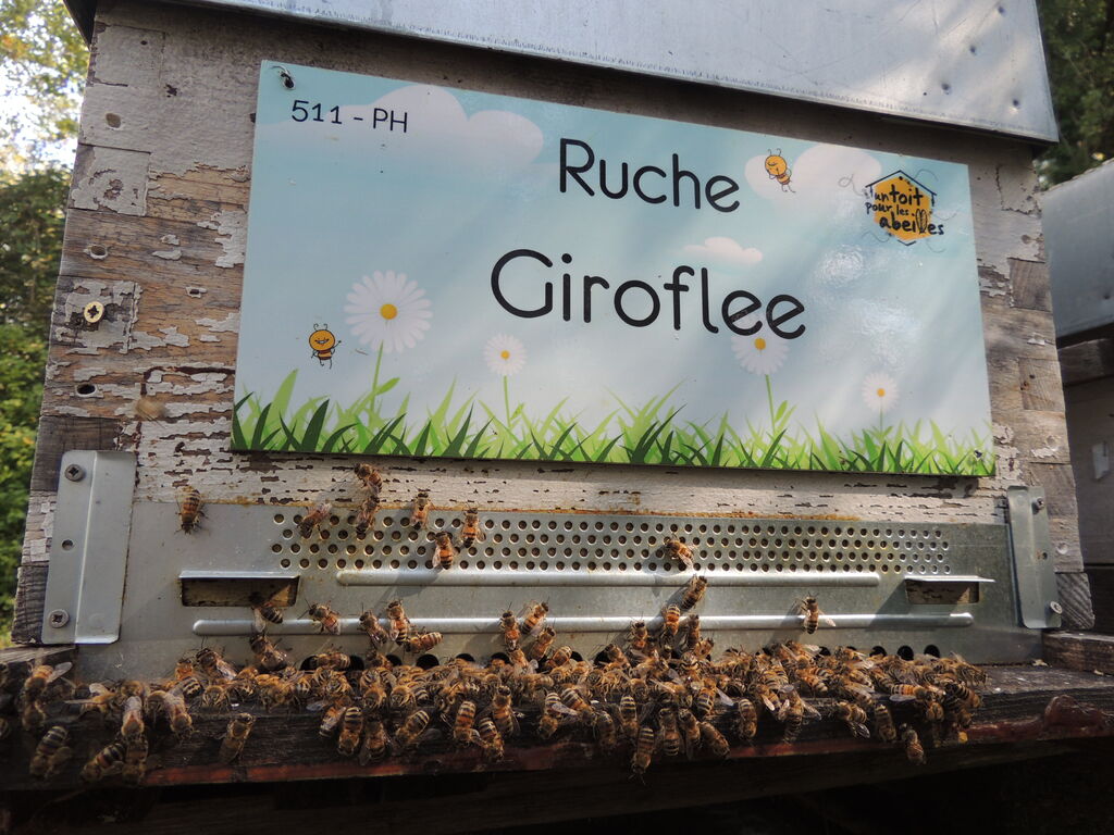 La ruche Giroflee
