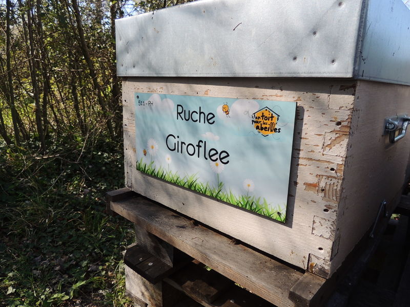 La ruche Giroflee
