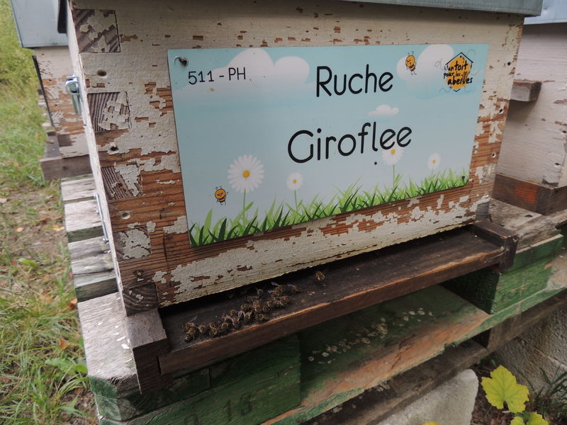 La ruche Giroflee