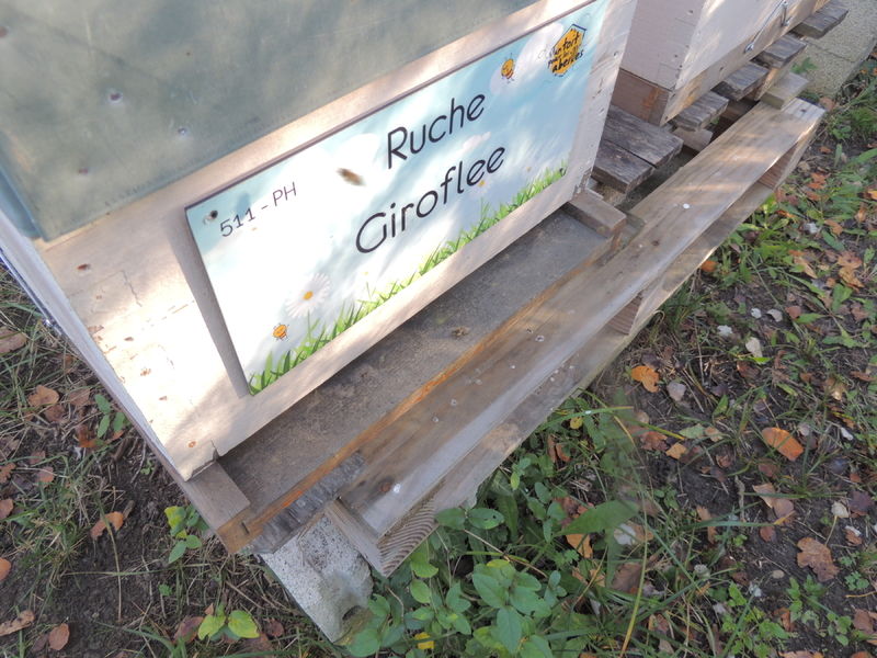 La ruche Giroflee