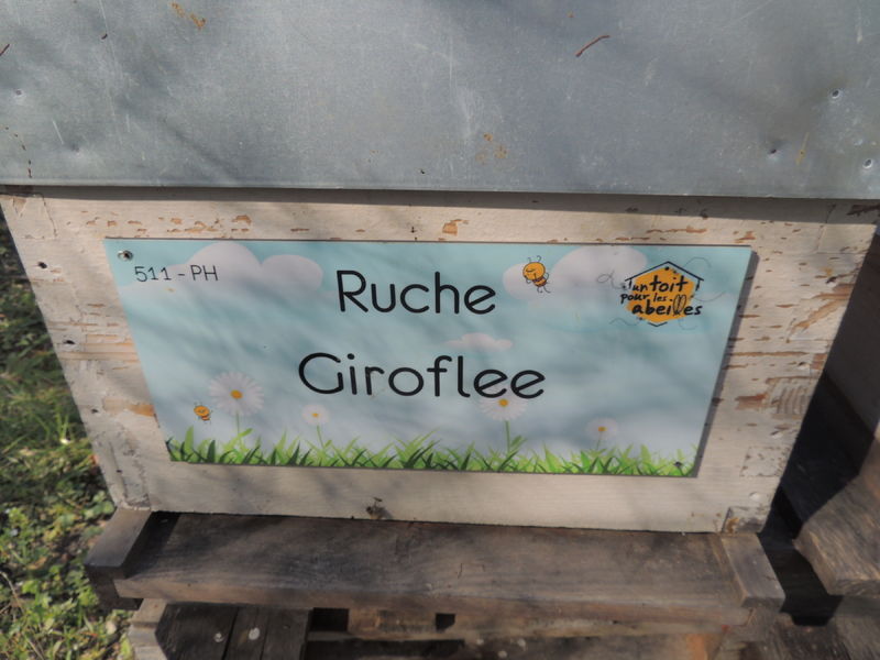 La ruche Giroflee