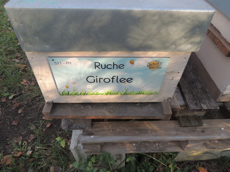 La ruche Giroflee