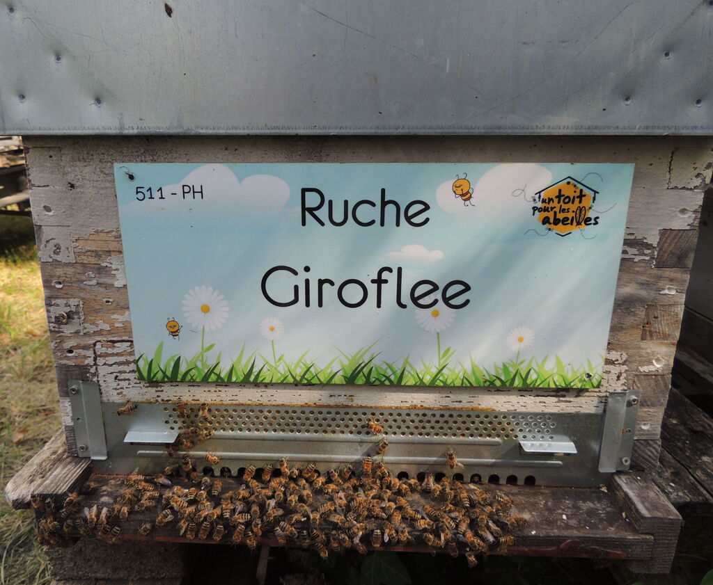 La ruche Giroflee