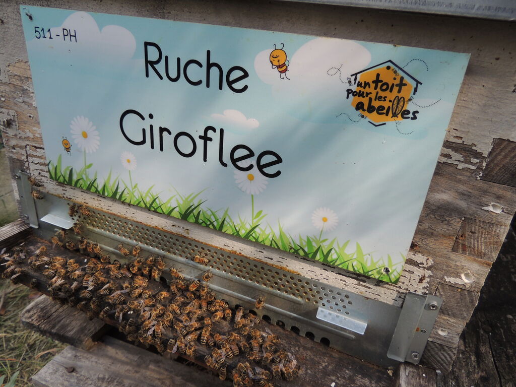 La ruche Giroflee