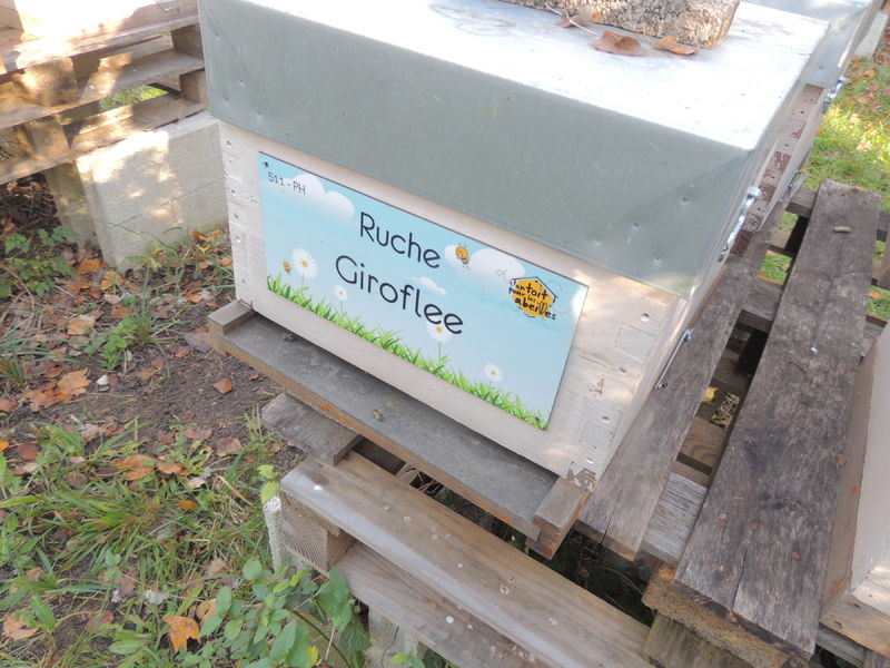 La ruche Giroflee