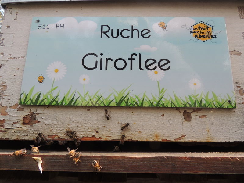 La ruche Giroflee