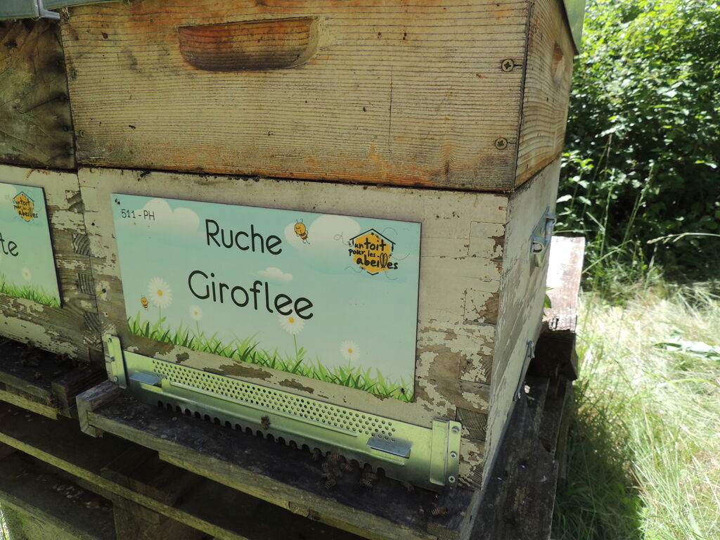 La ruche Giroflee