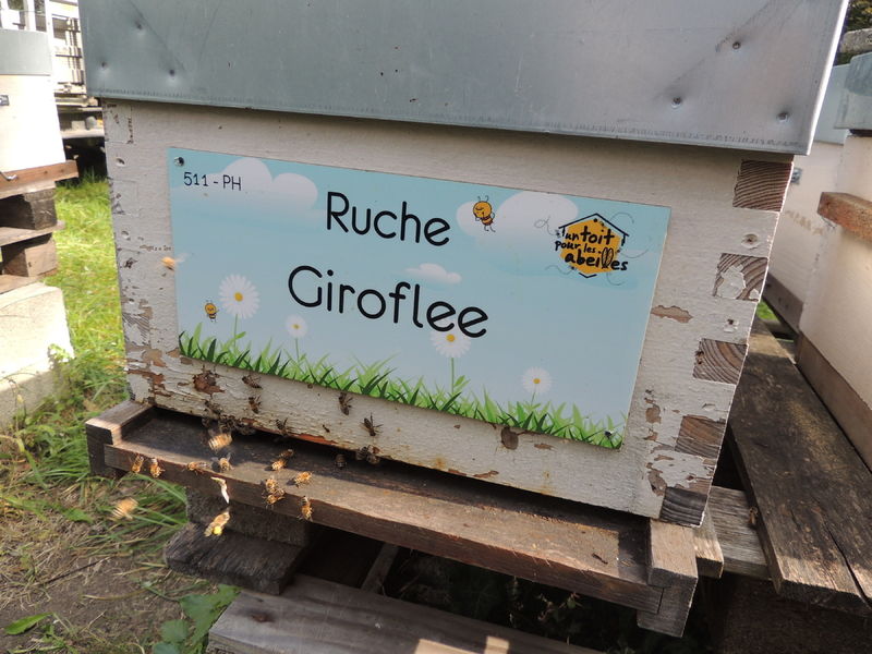 La ruche Giroflee