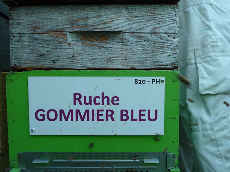La ruche Gommier bleu