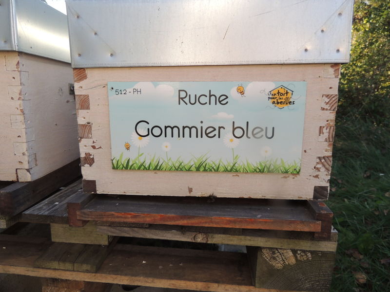 La ruche