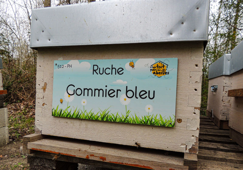 La ruche Gommier bleu