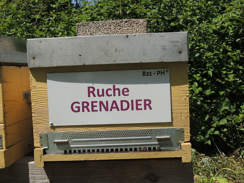 La ruche Grenadier