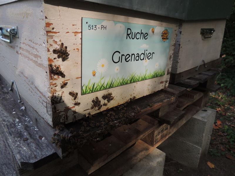La ruche Grenadier