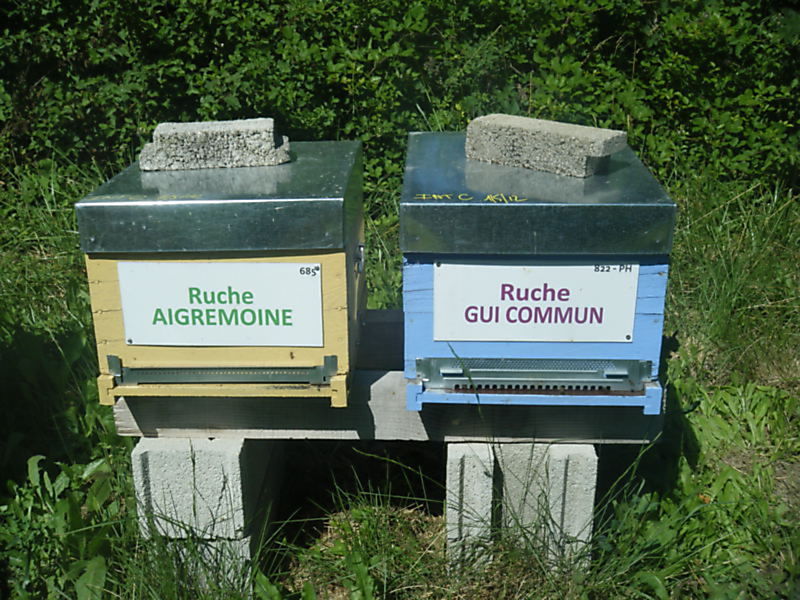 La ruche Gui commun