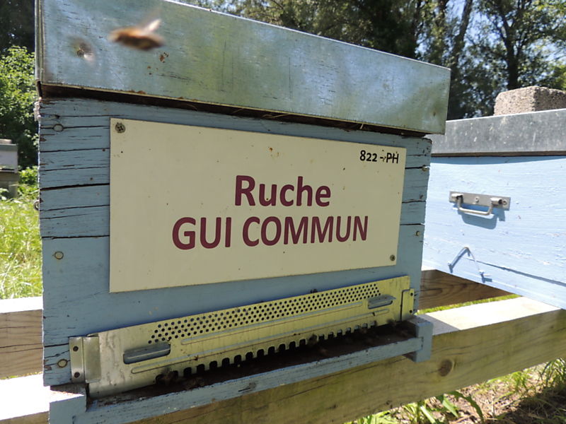 La ruche Gui commun